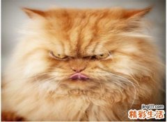 梦见被猫咬是什么意思，女人梦到被猫咬到手