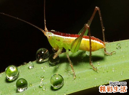 梦见毒虫有什么预兆，做梦梦见各种毒虫