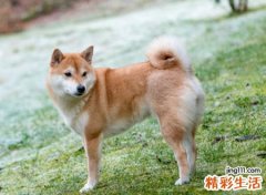 梦见黑狗啥预兆，做梦梦到我压了黑狗尾巴狗咬我