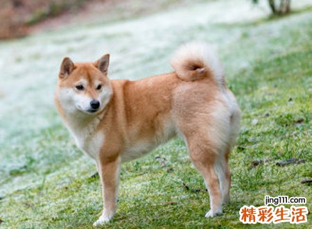 梦见黑狗啥预兆，做梦梦到我压了黑狗尾巴狗咬我