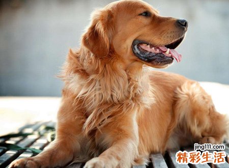 梦见狗咬脚好吗，做梦梦到狗咬脚没有流血