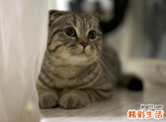 梦见猫是好是坏，做梦梦到自己杀死了好多猫