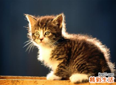 梦见猫预示什么，做梦梦到一个女人和很多猫