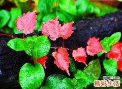 梦见下雨天好吗，做梦梦到下雨天陌生人跑进我家