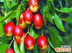 梦见枣子有什么寓意，做梦梦到在果园摘枣子吃