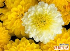 梦见黄菊花是好是坏，做梦梦到菊花开花了