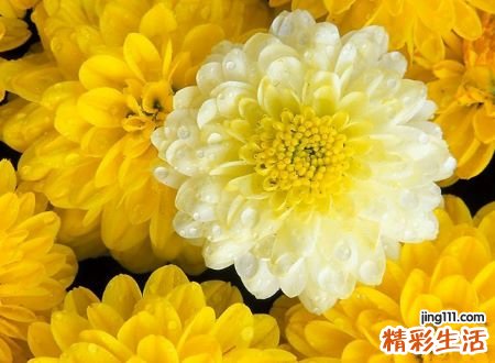 梦见黄菊花是好是坏，做梦梦到菊花开花了