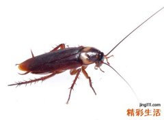 梦见蟑螂好不好，梦到消灭成群的蟑螂