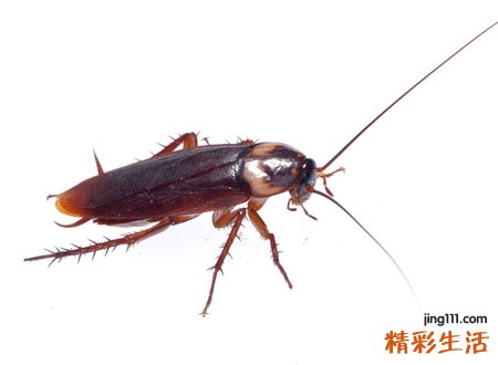 梦见蟑螂好不好，梦到消灭成群的蟑螂