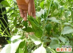 梦见青辣椒预示什么，做梦梦到别人在菜园里送我青辣椒