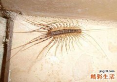 梦见蚰蜒有什么预兆，做梦梦到蚰蜒爬到身上