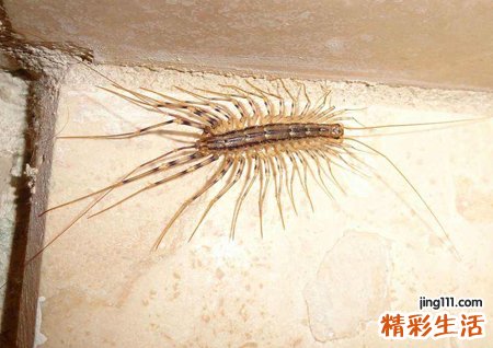 梦见蚰蜒有什么预兆，做梦梦到蚰蜒爬到身上