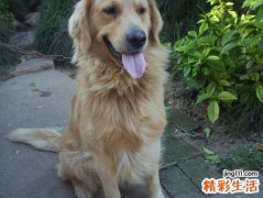 梦见被狗狗咬吓的到处逃跑，梦到狗咬自己腿但没咬到