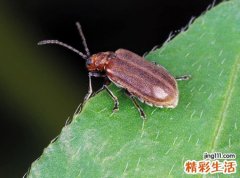 梦见虫子爬到自己身上钻进身体