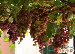 梦见到处都是硕果累累的果树，做梦梦到各种果实硕果累累