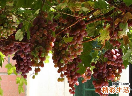 梦见到处都是硕果累累的果树，做梦梦到各种果实硕果累累