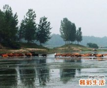 梦见牛群成群结队的飞奔过河