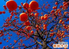 梦见柿子树上结满了成熟的柿子