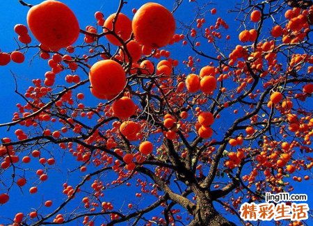 梦见柿子树上结满了成熟的柿子