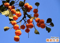 梦见农庄果园里好多熟透的红柿子