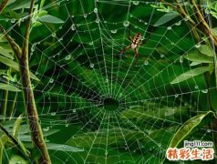 梦见蜘蛛网缠身黏在头上撤不掉