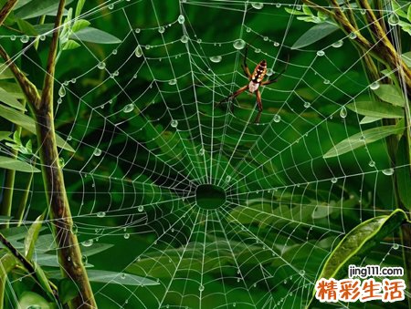梦见蜘蛛网缠身黏在头上撤不掉