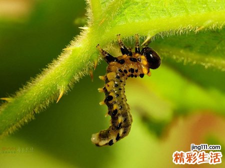 梦见毒虫钻进自己身体使劲咬我