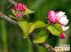爱的死去活来的快手英文网名