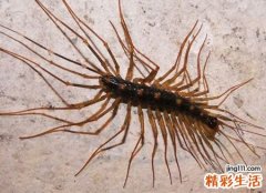 梦见蚰蜒爬到身上被自己抓住踩死