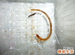 梦见蜈蚣爬身上上下乱窜，女人梦的蜈蚣预兆什么