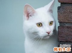 梦见白猫入怀可爱温顺，女人梦到白猫好不好