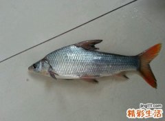 梦见死鱼烂鱼在水里漂着，女人梦见一条死鱼预示着什么