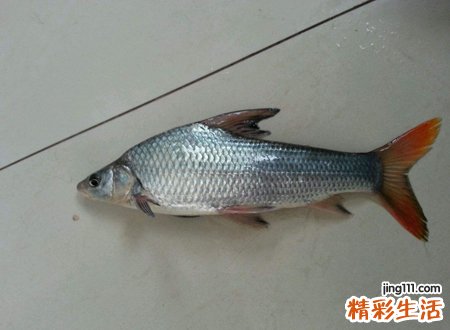 梦见死鱼烂鱼在水里漂着，女人梦见一条死鱼预示着什么