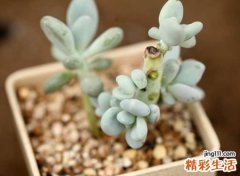 霸气冷峻有点酷的花椒名字大全