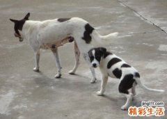 梦见被狗咬手不松口好疼