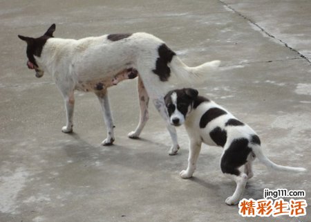 梦见被狗咬手不松口好疼