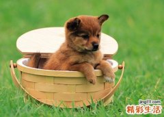 梦见在大街上用棍棒打死狗