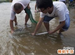 孕妇梦见抓鱼抓了好多鱼