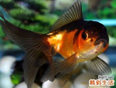 孕妇梦见鱼被切成段下锅烹调