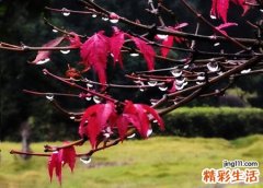 梦见下雨打伞却被大雨淋湿
