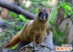 梦见黄鼠狼咬自己往身上扑