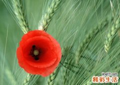梦见亲人在车祸现场死了，做梦父亲死了什么预兆