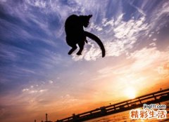 梦见自己会飞飞得特别高