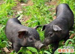 梦见杀猪见血好血腥，梦到杀猪接了一大盆血