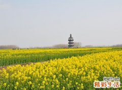 梦见掉牙出血去看牙医，女人梦见自己掉牙流血
