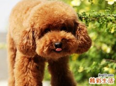 女人梦见被狗咬手没出血但很严重