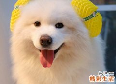 女人梦见狗咬脚流血伤势很严重