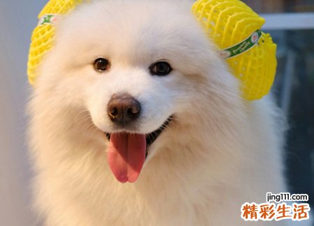 女人梦见狗咬脚流血伤势很严重