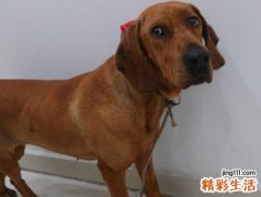 梦见狗咬狗一只狗被咬死了