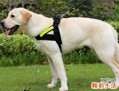 梦见被狼狗追赶自己到处乱跑